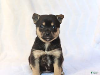 Mixed Breed dogs Kira - Ad 11