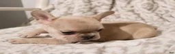 French Bulldog dogs for sale: Louie - Ad 7