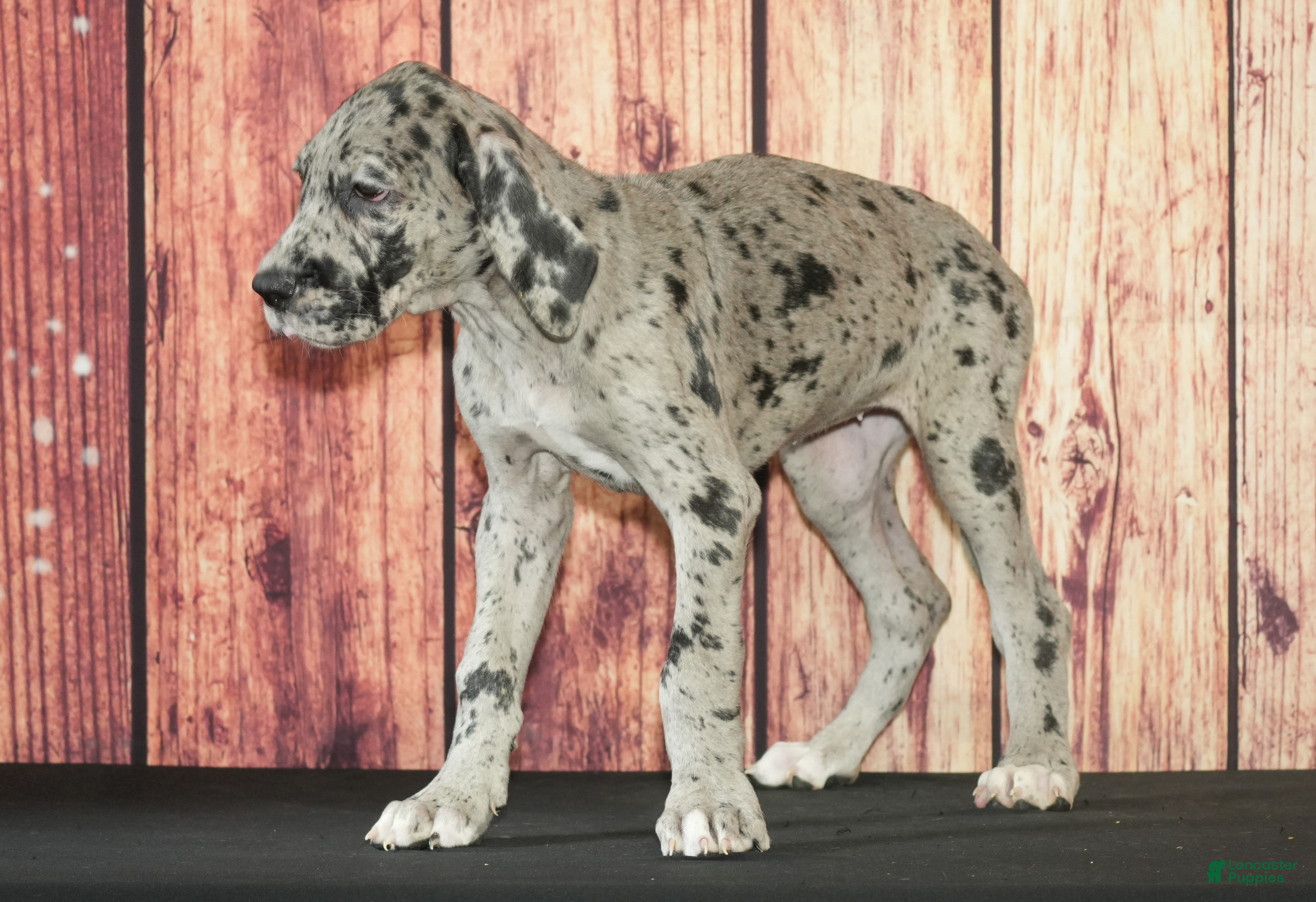 Great Dane dogs Tilly - Ad 24