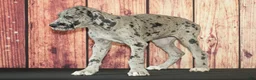 Great Dane dogs for sale: Tilly - Ad 1