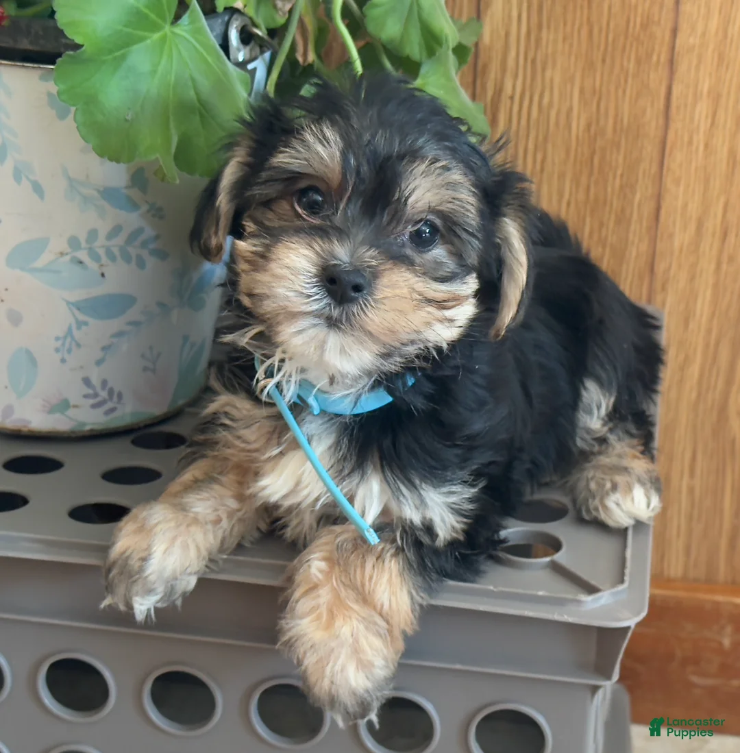 Morkie dogs for sale: Midget - Ad 2