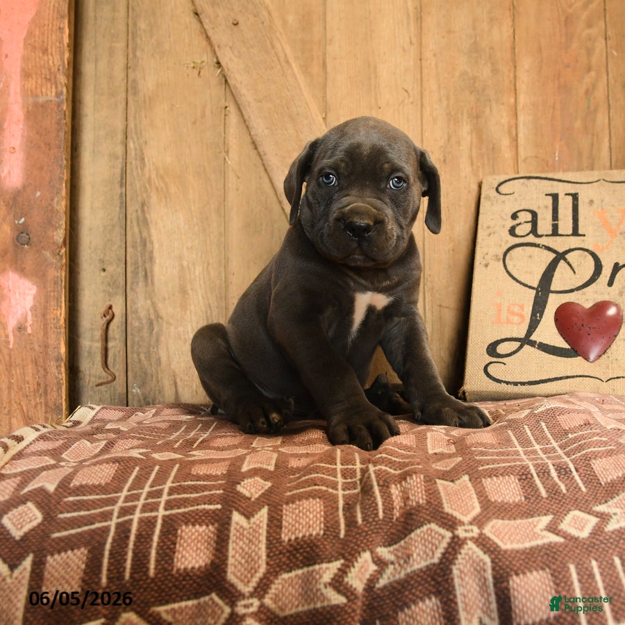 Cane Corso dogs Rowdy - Ad 1