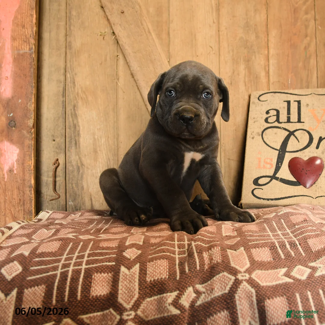 Cane Corso dogs for sale: Rowdy - Ad 1