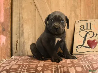 Cane Corso dogs for sale: Rowdy - Ad 2
