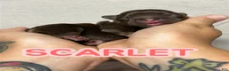 French Bulldog dogs for sale: Scarlet - Ad 1