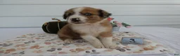 Mixed Breed dogs for sale: Mixed Breed 3 Reese - Ad 4