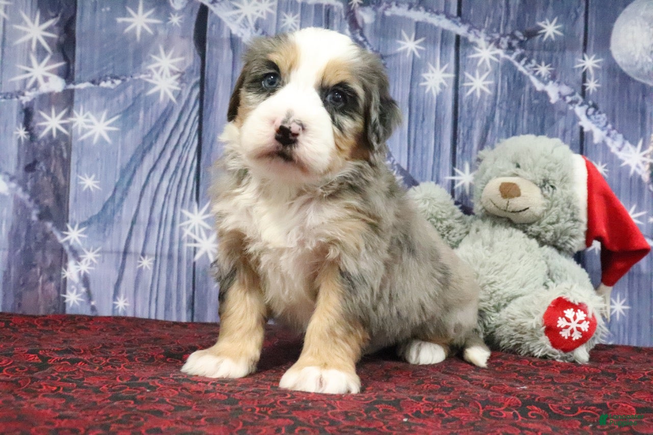 Bernedoodle dogs Damon - Ad 11