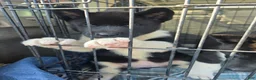 Akita dogs for sale: Nova  - Ad 2