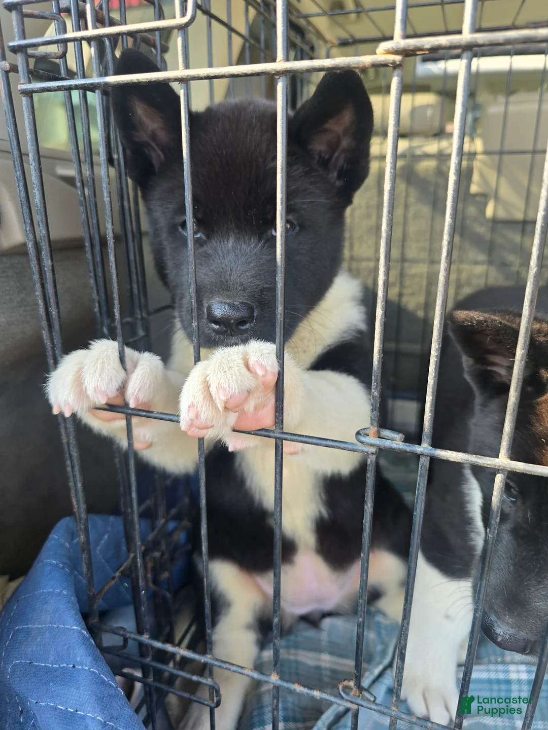 Akita dogs for sale: Nova  - Ad 2