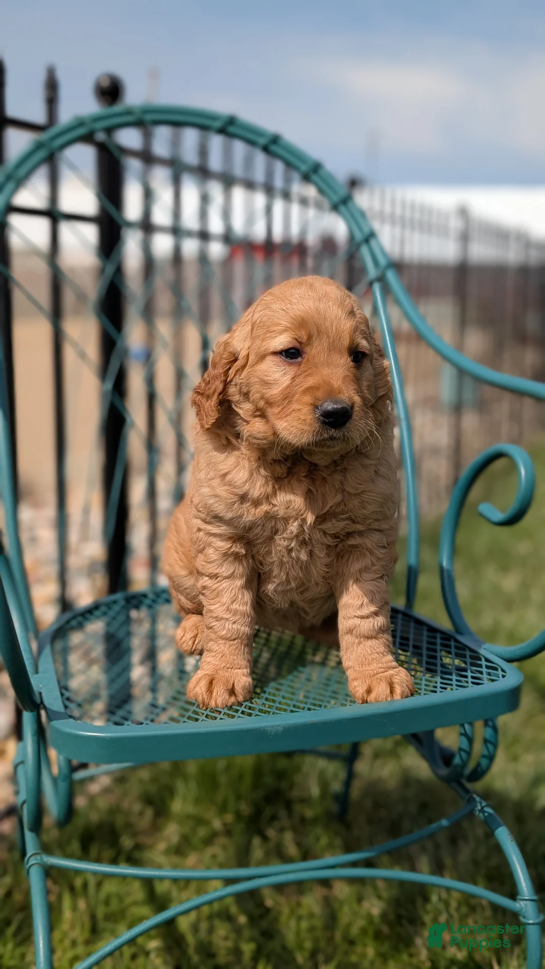 Golden Retriever dogs for sale: Dahlia  - Ad 2