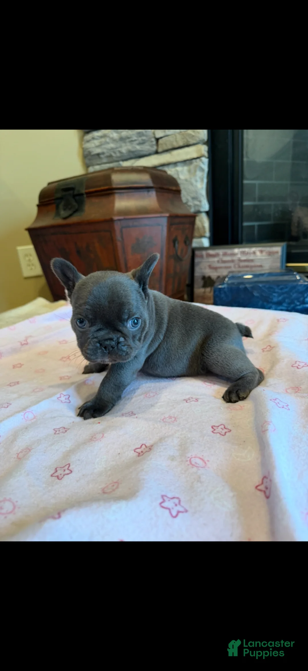 French Bulldog dogs for sale: Sia - Ad 1