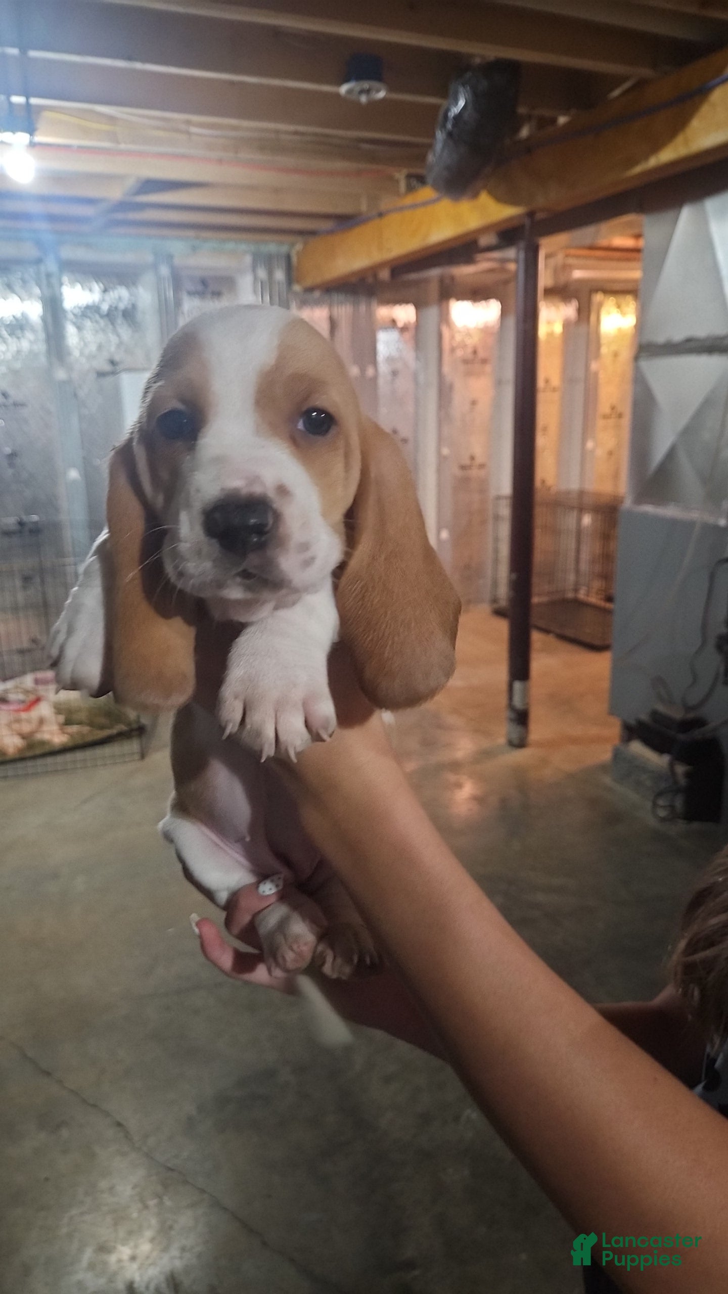 Basset Hound dogs Dandelion  - Ad 23