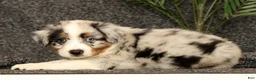 Miniature Australian Shepherd dogs for sale: Milo - Ad 7