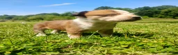 Mixed Breed dogs for sale: Mixed Breed Puppy 5 - Ad 5