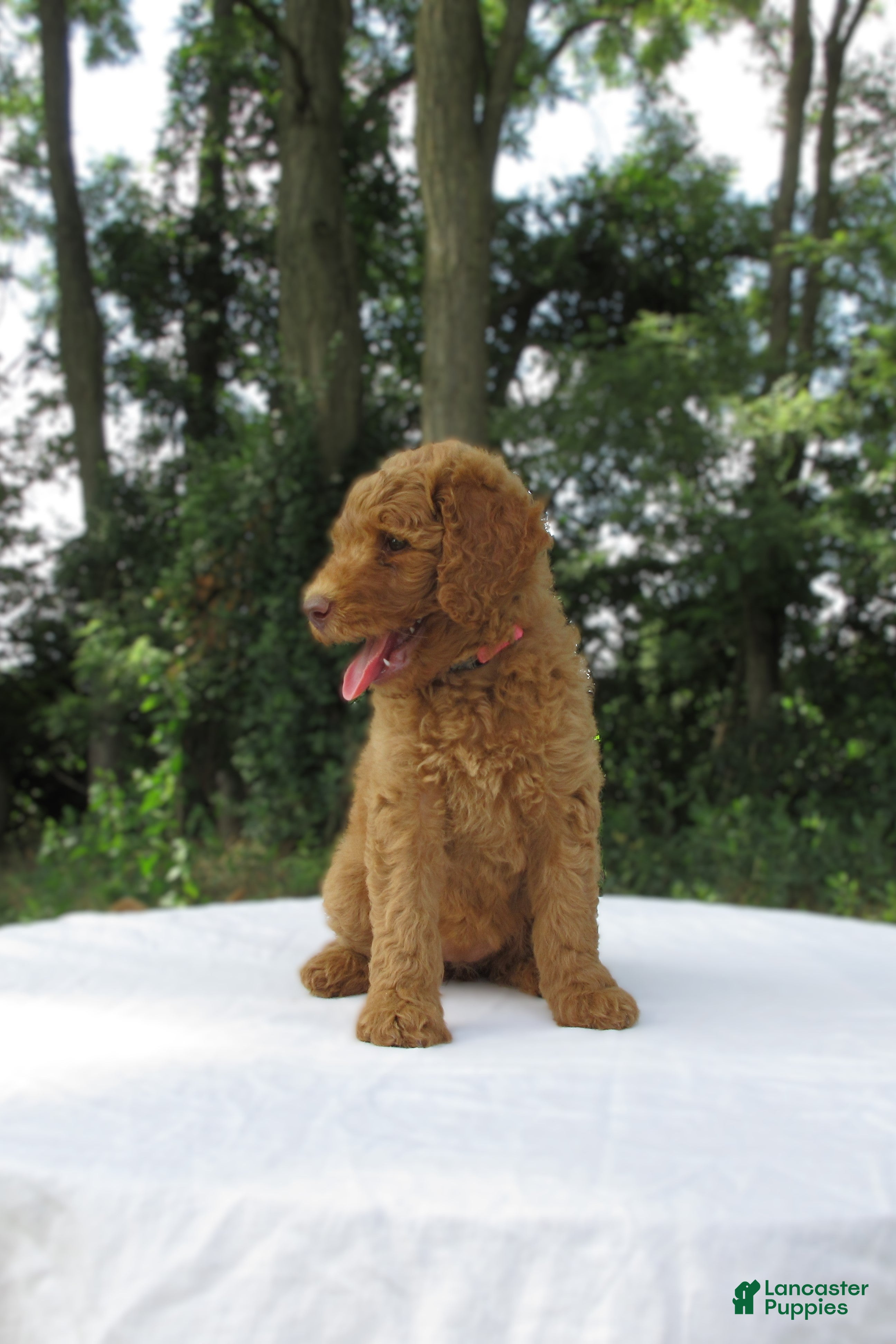 Goldendoodle dogs Lavender - Ad 2