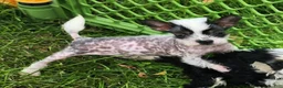 Chinese Crested dogs for sale: Chinese Crested 1 - Ad 1