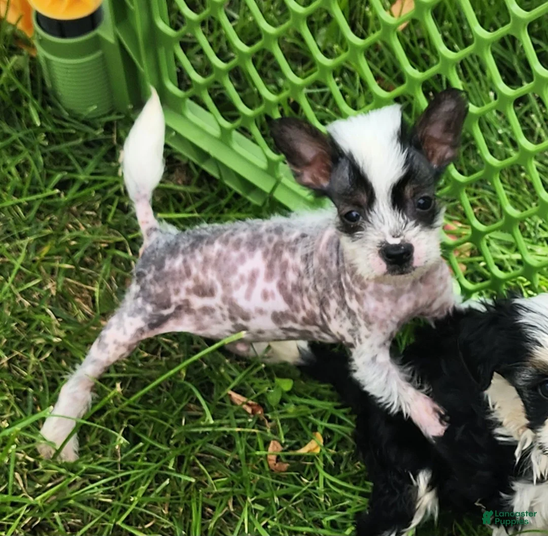 Chinese Crested dogs for sale: Chinese Crested 1 - Ad 1