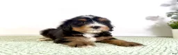 Bernedoodle dogs for sale: Chucky - Ad 2