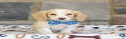 Miniature Dachshund dogs for sale: Nashville  - Ad 3