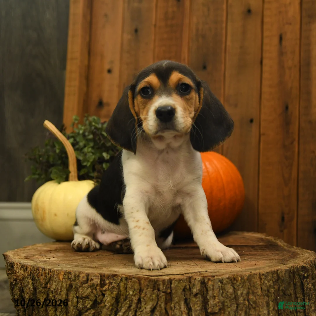 Beagle dogs for sale: Kit kat - Ad 1