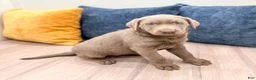 Labrador Retriever dogs for sale: Nora - Ad 3