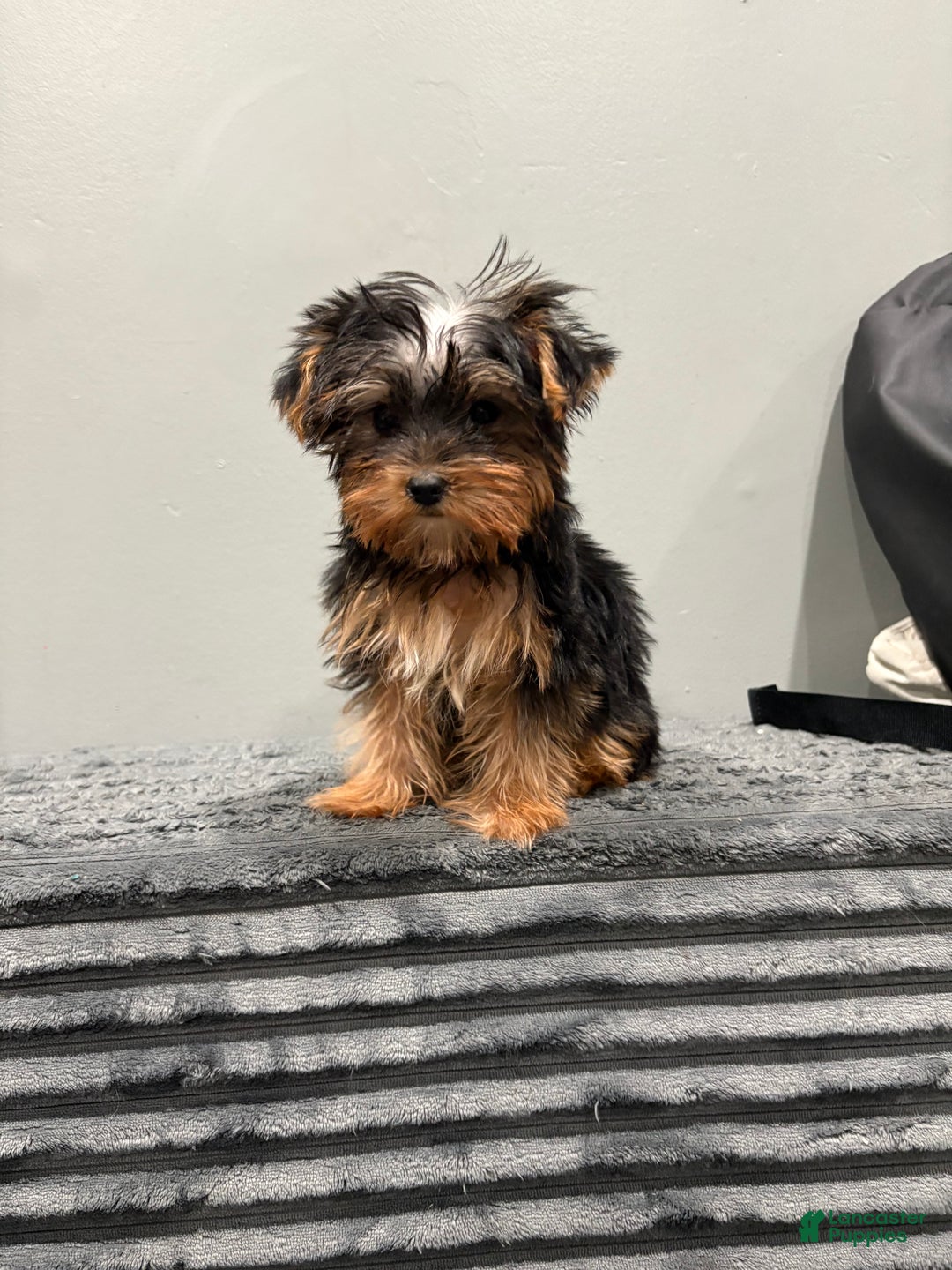 Yorkshire Terrier dogs for sale: Delilah  - Ad 4