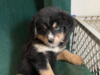 Mixed Breed dogs Steffie - Ad 37