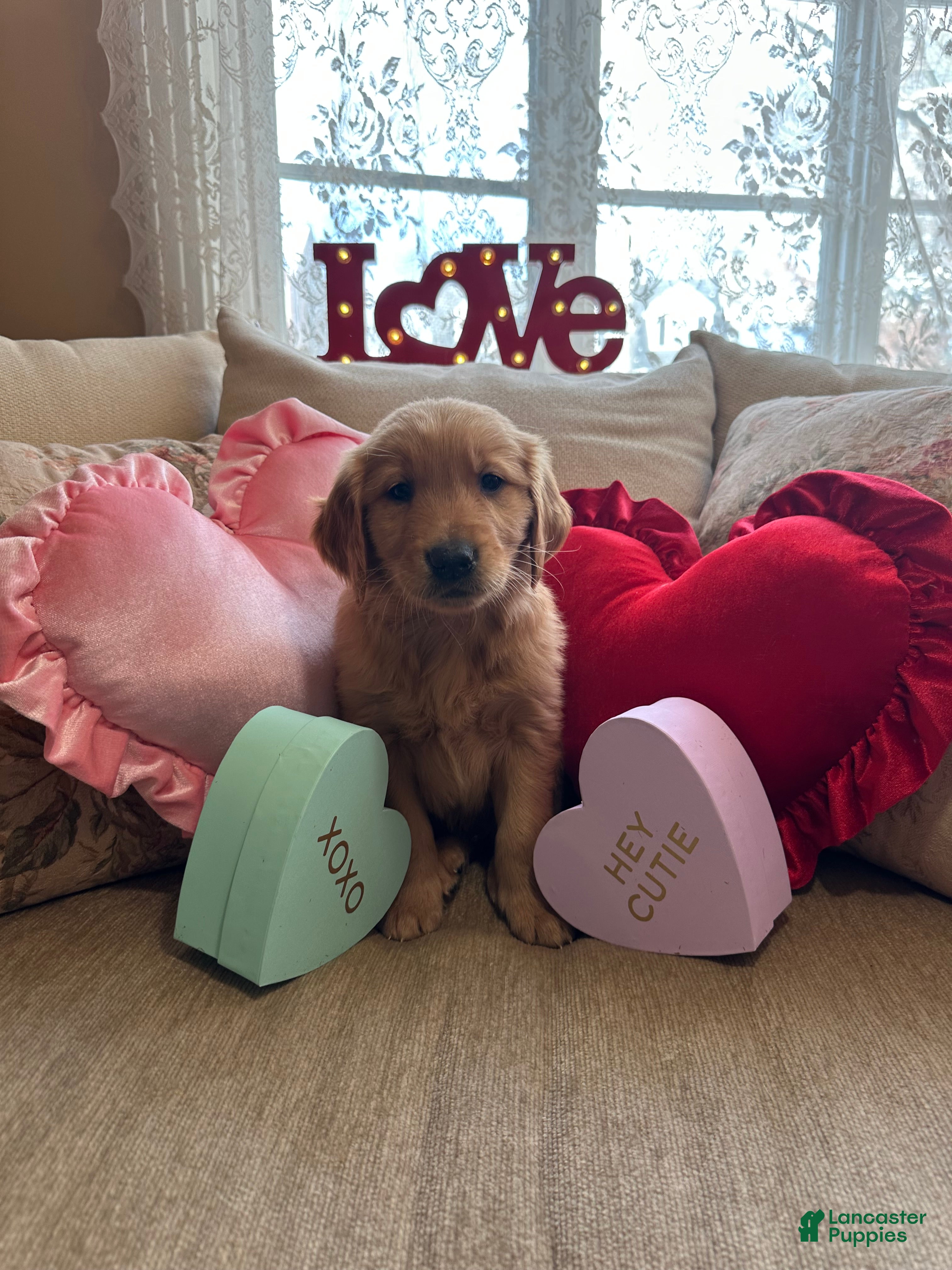 Golden Retriever dogs Mr. Dazzle Your Heart - Ad 17