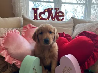 Golden Retriever dogs Mr. Dazzle Your Heart - Ad 17