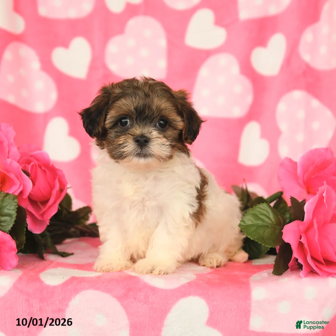 Shihpoo dogs for sale: Lucky - Ad 1