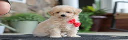 Maltipoo dogs for sale: Kolten - Ad 9
