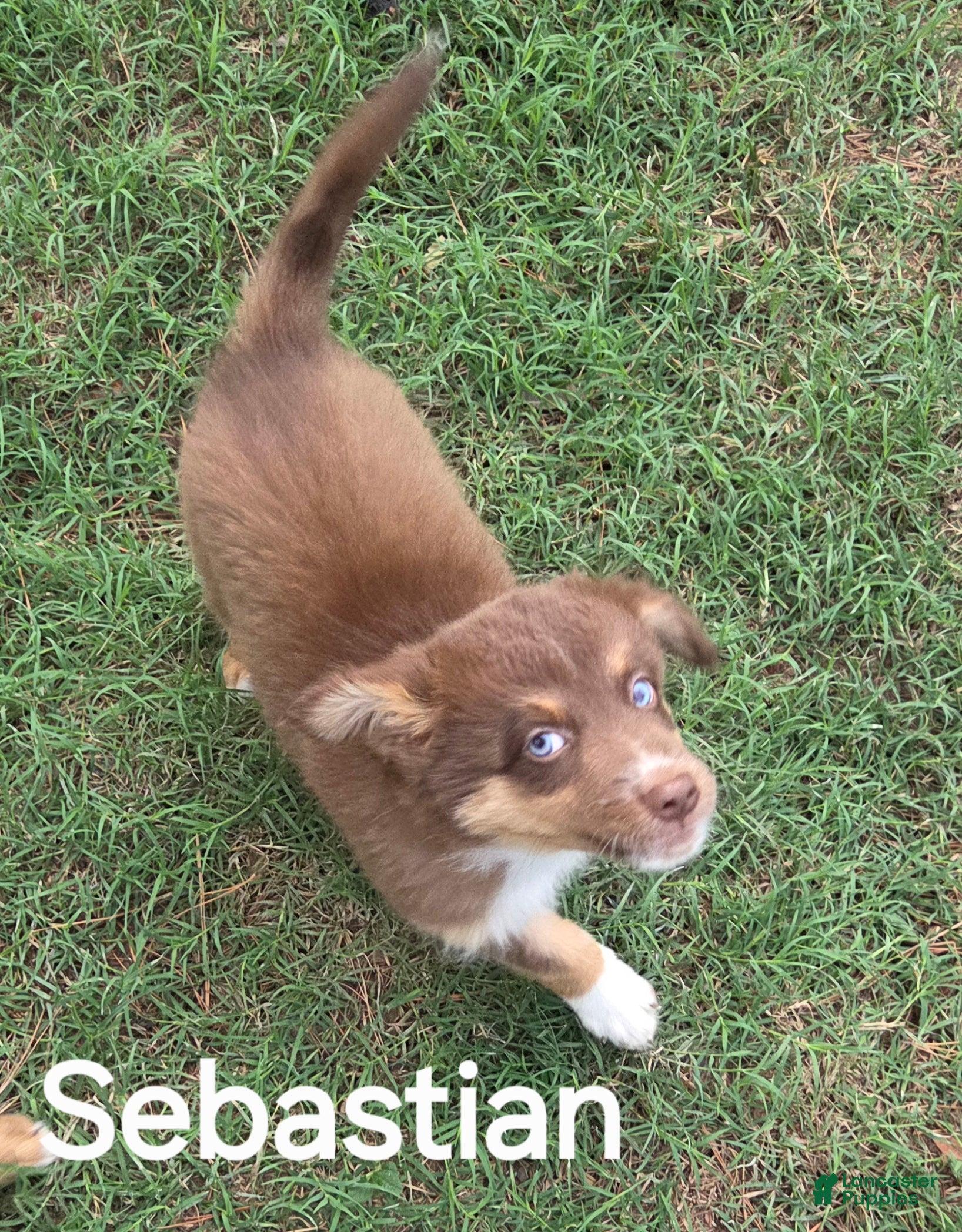Australian Shepherd dogs for sale: Sebastian - Ad 2