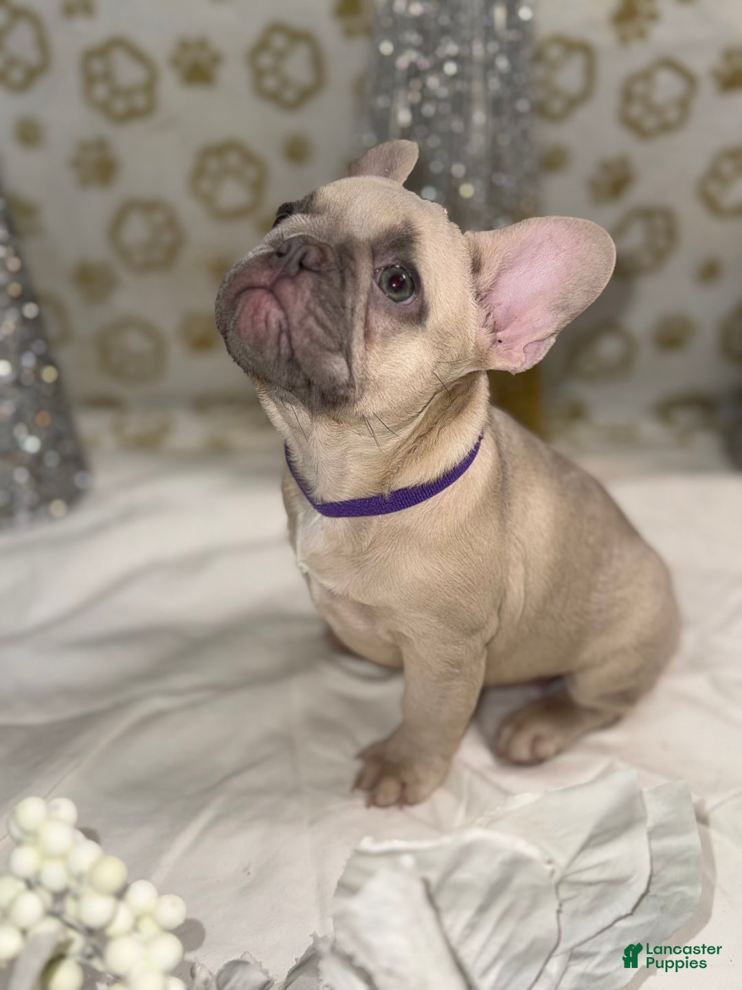 French Bulldog dogs for sale: Photon - Ad 4