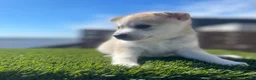 Alaskan Klee Kai dogs for sale: Rhaella - Ad 8