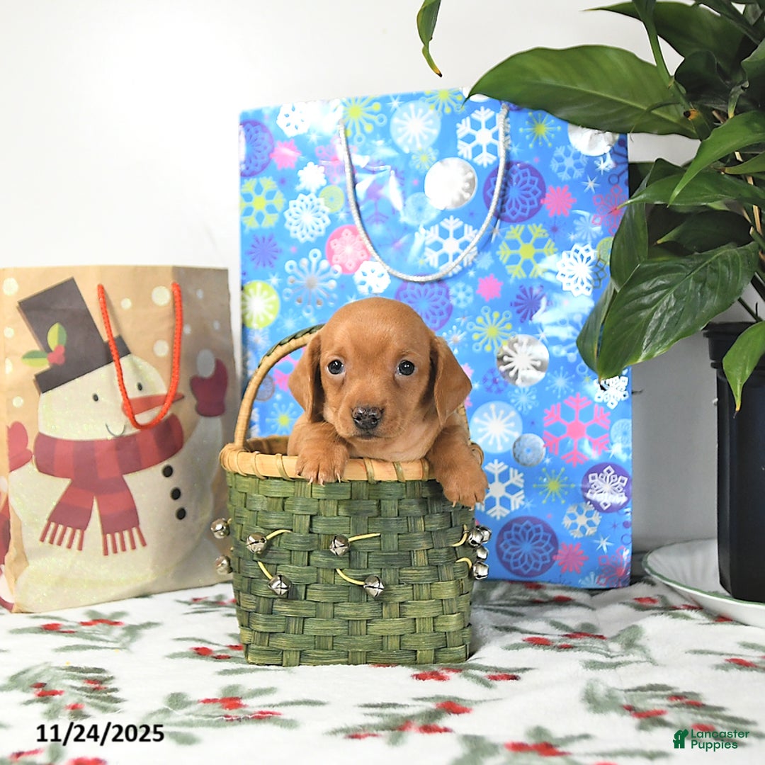Miniature Dachshund dogs for sale: Tommy - Ad 5