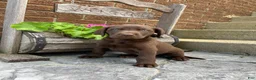 Labrador Retriever dogs for sale: Sam  - Ad 5