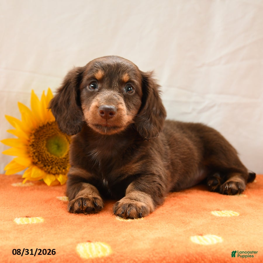 Miniature Dachshund dogs for sale: Mocha - Ad 1