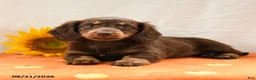 Miniature Dachshund dogs for sale: Mocha - Ad 1