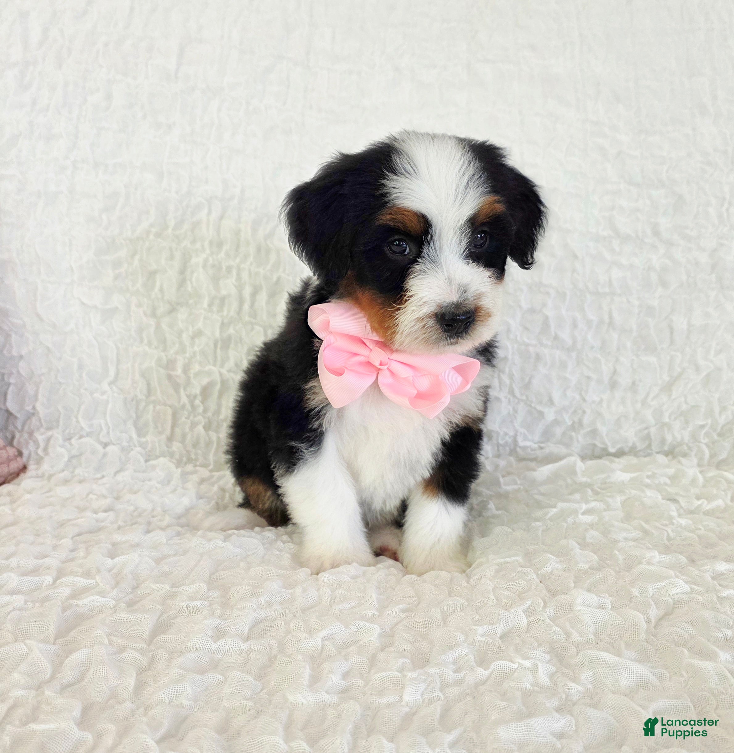 Bernedoodle dogs Abby - Ad 39