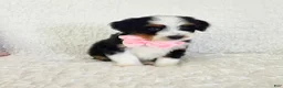 Bernedoodle dogs for sale: Abby - Ad 1