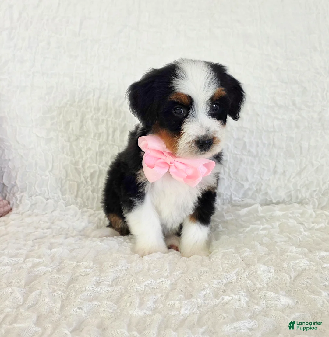 Bernedoodle dogs for sale: Abby - Ad 1