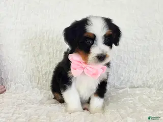 Bernedoodle dogs Abby - Ad 39