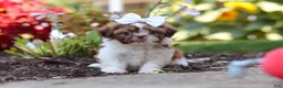 Shih Tzu dogs for sale: Juniper - Ad 8