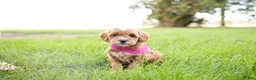 Goldendoodle dogs for sale: Cupcake - Ad 1