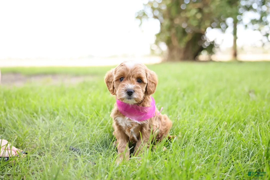Goldendoodle dogs for sale: Cupcake - Ad 1