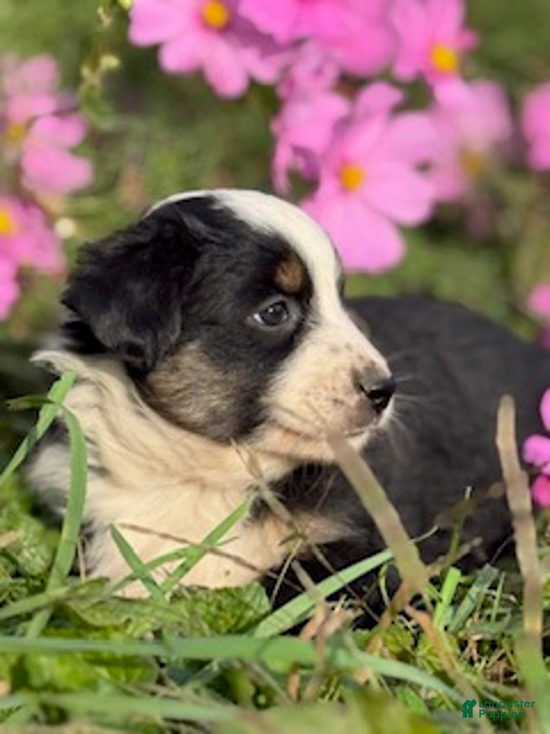 Miniature Australian Shepherd dogs for sale: Maverick - Ad 1