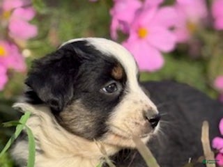 Miniature Australian Shepherd dogs Maverick - Ad 23