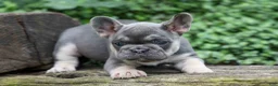 French Bulldog dogs for sale:  Flora Jane 🩷 - Ad 3