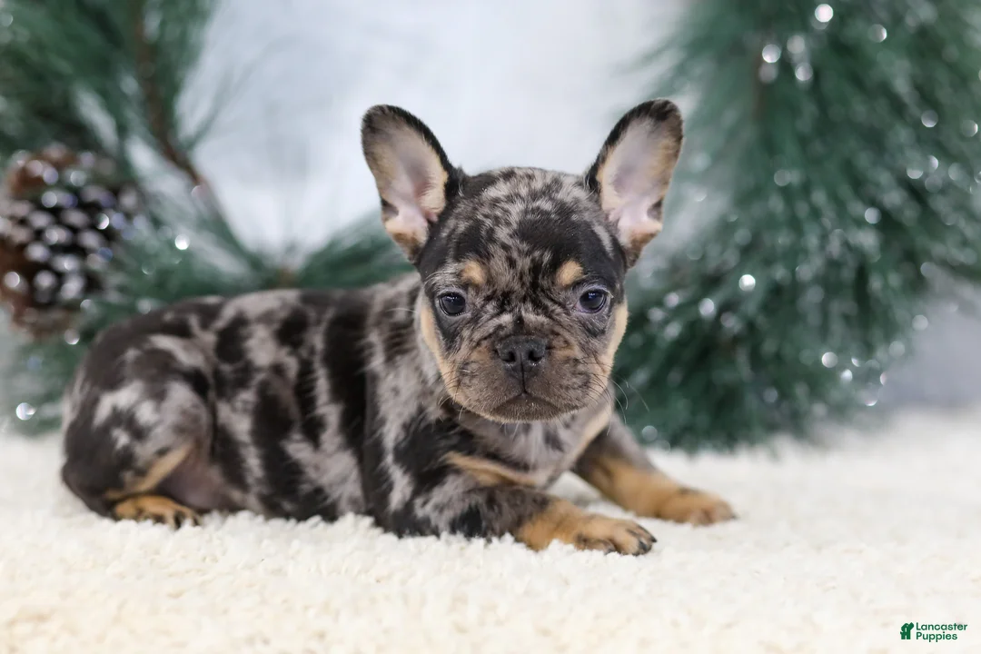 French Bulldog dogs for sale: Ford - Ad 2