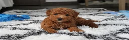 Bichpoo dogs for sale: Jenson - Ad 4